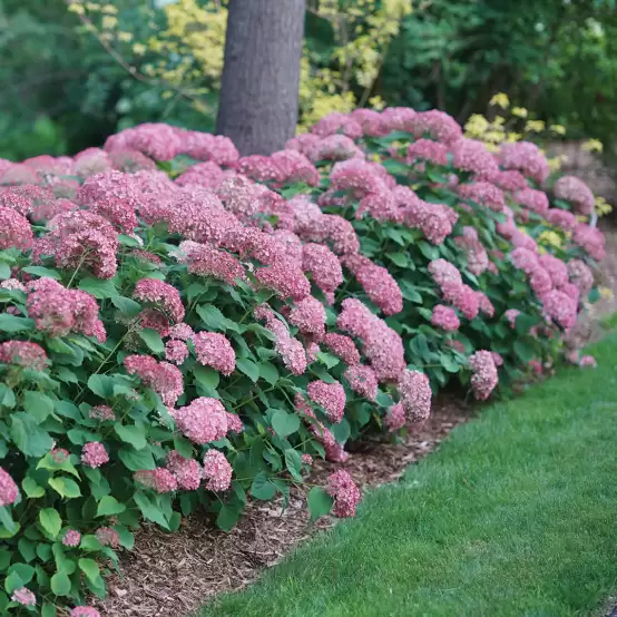 Several Invincibelle Spirit II hydrangeas blooming under a tree alongside a lawn